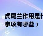 虎尾兰作用是什么（虎尾兰的养殖方法和注意事项有哪些）
