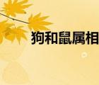 狗和鼠属相配吗（鼠跟什么属相配）