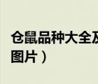 仓鼠品种大全及图片和名字（仓鼠品种大全及图片）