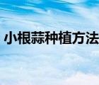 小根蒜种植方法和时间（小根蒜怎么做好吃）