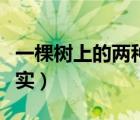 一棵树上的两种果实作文（一棵树上的两种果实）