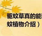 驱蚊草真的能驱蚊吗（驱蚊草有几种10种驱蚊植物介绍）