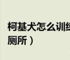 柯基犬怎么训练上厕所的（柯基犬怎么训练上厕所）