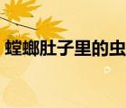 螳螂肚子里的虫子视频（螳螂肚子里的虫子）