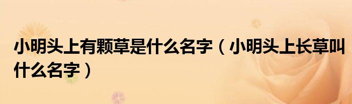 小明头上有颗草是什么名字（小明头上长草叫什么名字）