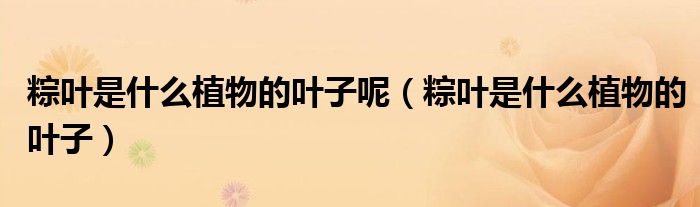 粽叶是什么植物的叶子呢（粽叶是什么植物的叶子）