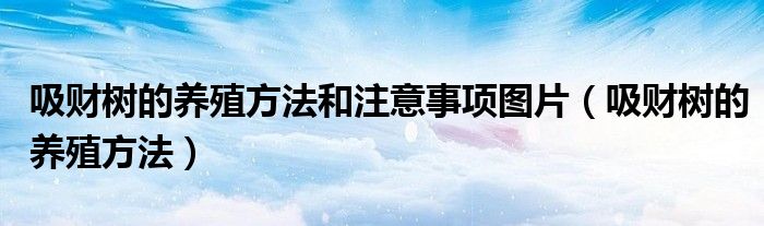 吸财树的养殖方法和注意事项图片（吸财树的养殖方法）