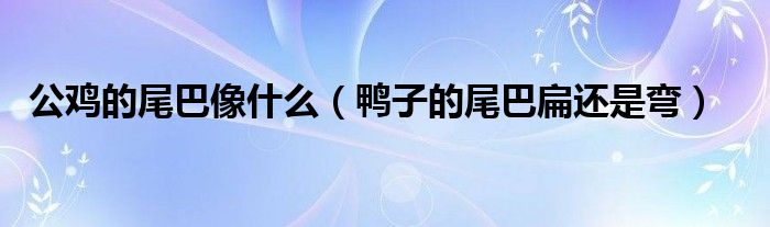 公鸡的尾巴像什么（鸭子的尾巴扁还是弯）