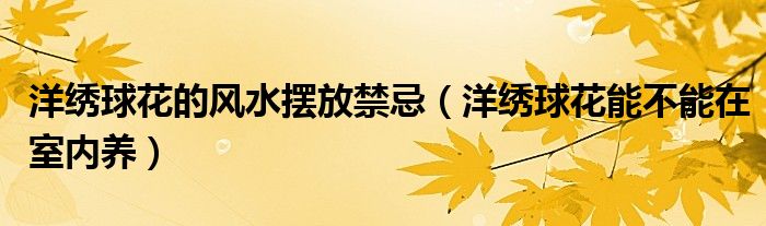 洋绣球花的风水摆放禁忌（洋绣球花能不能在室内养）