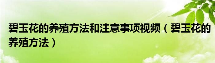 碧玉花的养殖方法和注意事项视频（碧玉花的养殖方法）