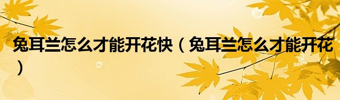兔耳兰怎么才能开花快（兔耳兰怎么才能开花）