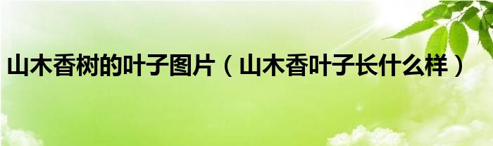 山木香树的叶子图片（山木香叶子长什么样）