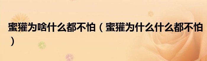 蜜獾为啥什么都不怕（蜜獾为什么什么都不怕）