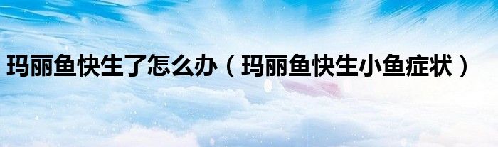 玛丽鱼快生了怎么办（玛丽鱼快生小鱼症状）