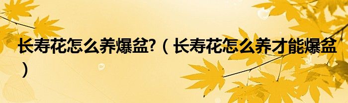 长寿花怎么养爆盆?（长寿花怎么养才能爆盆）
