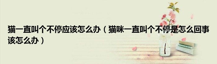 猫一直叫个不停应该怎么办（猫咪一直叫个不停是怎么回事该怎么办）