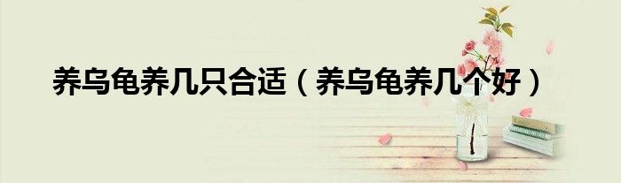 养乌龟养几只合适（养乌龟养几个好）