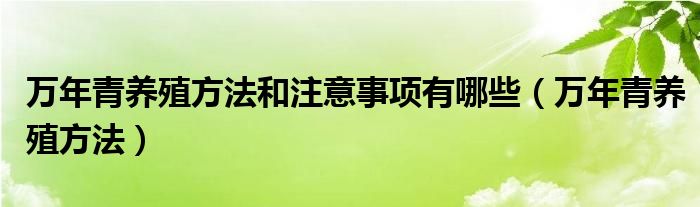 万年青养殖方法和注意事项有哪些（万年青养殖方法）