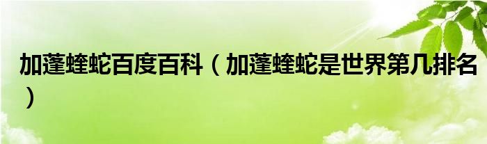 加蓬蝰蛇百度百科（加蓬蝰蛇是世界第几排名）