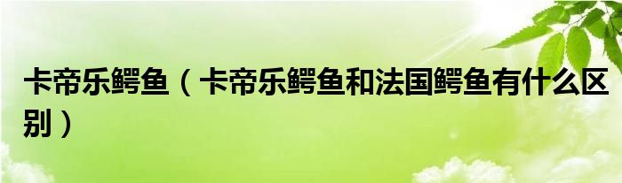 卡帝乐鳄鱼（卡帝乐鳄鱼和法国鳄鱼有什么区别）