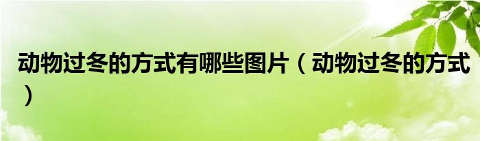 动物过冬的方式有哪些图片（动物过冬的方式）