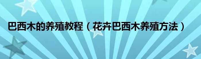 巴西木的养殖教程（花卉巴西木养殖方法）