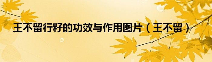 王不留行籽的功效与作用图片（王不留）