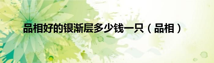 品相好的银渐层多少钱一只（品相）