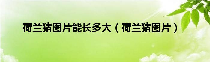 荷兰猪图片能长多大（荷兰猪图片）