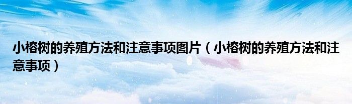 小榕树的养殖方法和注意事项图片（小榕树的养殖方法和注意事项）