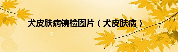 犬皮肤病镜检图片（犬皮肤病）