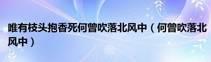 唯有枝头抱香死何曾吹落北风中（何曾吹落北风中）