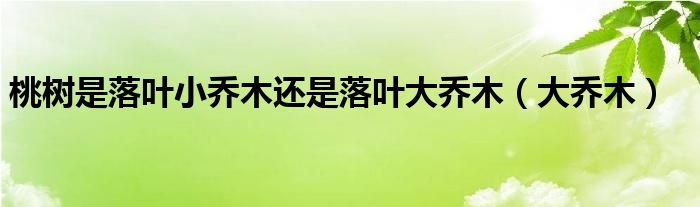 桃树是落叶小乔木还是落叶大乔木（大乔木）