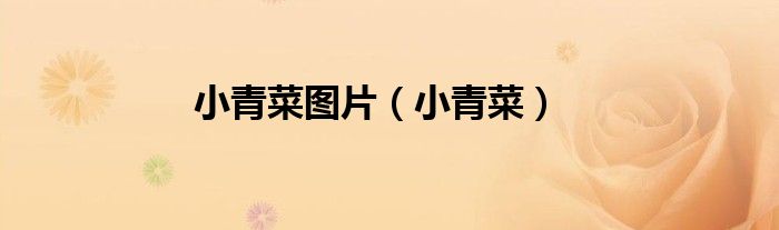 小青菜图片（小青菜）
