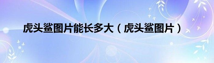 虎头鲨图片能长多大（虎头鲨图片）