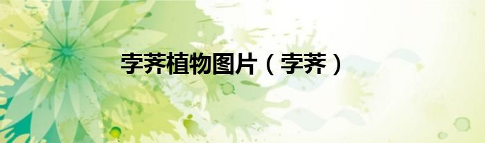 孛荠植物图片（孛荠）