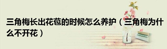 三角梅长出花苞的时候怎么养护（三角梅为什么不开花）