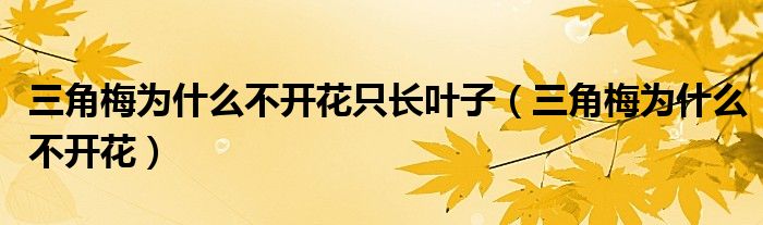三角梅为什么不开花只长叶子（三角梅为什么不开花）