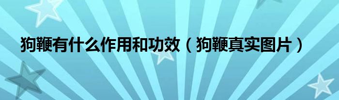 狗鞭有什么作用和功效（狗鞭真实图片）