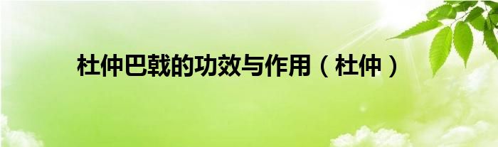 杜仲巴戟的功效与作用（杜仲）