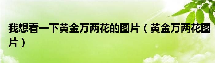 我想看一下黄金万两花的图片（黄金万两花图片）