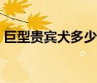 巨型贵宾犬多少钱一只（贵宾犬多少钱一只）
