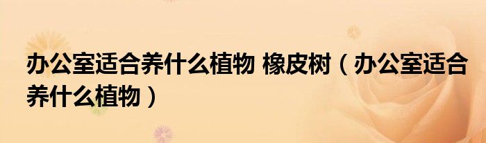 办公室适合养什么植物 橡皮树（办公室适合养什么植物）