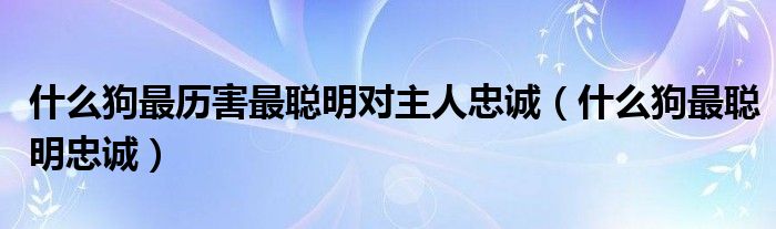 什么狗最历害最聪明对主人忠诚（什么狗最聪明忠诚）