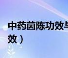 中药茵陈功效与作用及食用方法（中药茵陈功效）