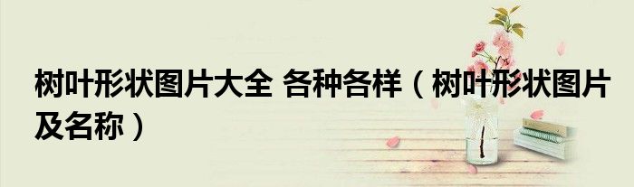 树叶形状图片大全 各种各样（树叶形状图片及名称）