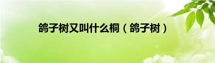 鸽子树又叫什么桐（鸽子树）